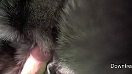 humping that blue fox fur blanket on the leather sofa feels so good 😍