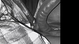 i stuffed my ebony pussy with huge dildos in lingerie