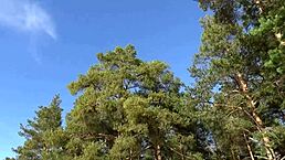 hot milf struts in mesh suit on beach.