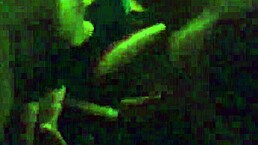 My friends suck big monster cock