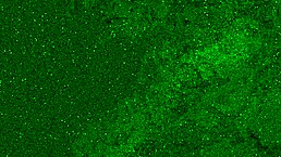 Golden shower drenches girl in wet pissed jeans during steamy encounter