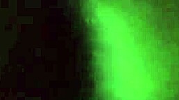 Amateur homegrown video showcasing bbw and homemade content