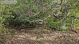 Brunette Amateur Exploited for Outdoor Anal in Forest Setting