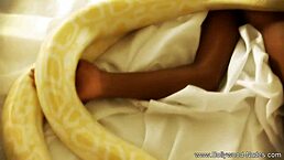 Bronze Skin Dances Seductively