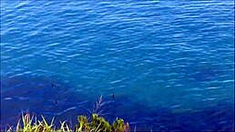 naked and bold on the sunny beaches of florianopolis brazil