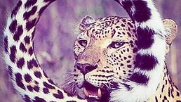 Happy holidays with BBW masturbation and cum