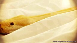 indian brunette performs erotic striptease, teasing with nude dancing and clothes ripping