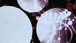 Vintage STEP MOTHERS share hairy retro secrets in taboo fun