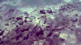 I’m Thrilled by German Teen VeronikaVonk Flashing Big Boobs at Sea!