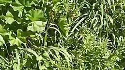 Il prato hides Gretala’s excited gaping sensual play