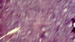 wild orgy in the bushes with four hung youngsters at engenheiro goulart.