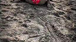 Sexo Publico En La Playa Una Desconocida Me Hace Una Mamada En La Playa