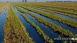 this blonde bambi bella gets into doggystyle and cowgirl with a group, her big tits bouncing outdoors