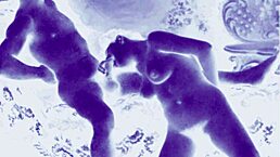 vintage drawings of antique erotic scenes from the past