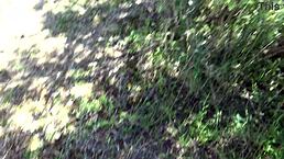 subtle peek at real voyeur startled by my hairy pussy pissing outdoors