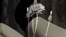 what's the secret behind the world's greatest erotic story in vintage silent movies?