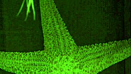 she lost the pool game but now her husband gets to pound that tight ass deep?