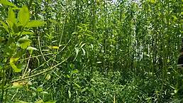 Desi bhabhi enjoys hard outdoor anal sex with fingering and pussy licking