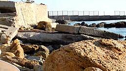 Hairy mature on nudist beach flashes beaver outdoors—wild!